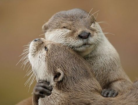 Have I mentioned the awesome hugs? | 20 Unconventional Reasons To Be Friends With Otters Otters, Habitat, I Love You, Love You, I Love, Purple, Frame, Blue