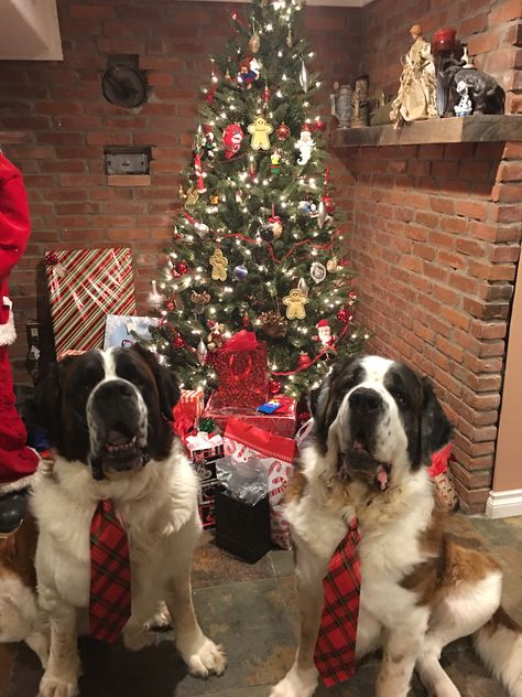 Christmas St. Bernards St Bernard Aesthetic, St Bernard Christmas, St Bernards, Saint Bernards, St Bernard Puppy, St Bernard Dogs, Bernard Dog, St Bernard, Saint Bernard