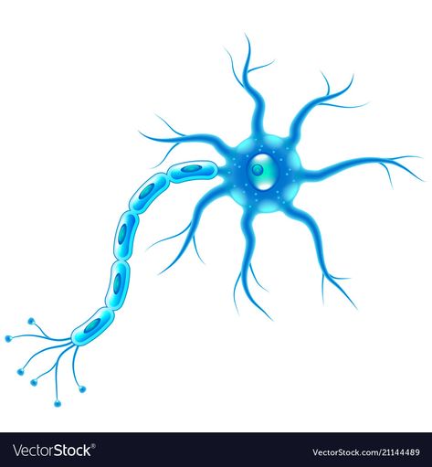 Human Cell Structure, Types Of Neurons, Wedding Ring Vector, Wine Frame, Human Nervous System, Resources Icon, Nerve Cells, Nerve Fiber, Beauty Salon Logo