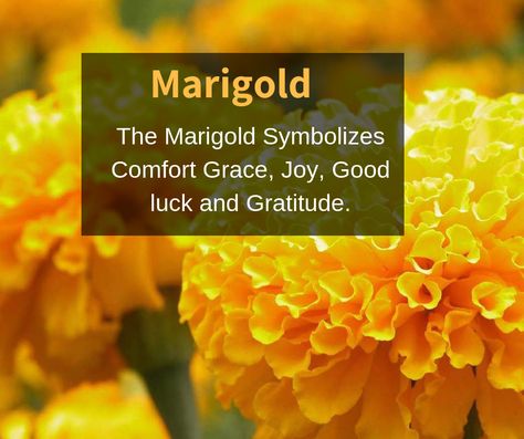 The Marigold Symbolizes Comfort Grace, Joy, Good luck and Gratitude. #flowers #Marigold #flowerfacts Marigold Spiritual Meaning, Marigold Symbolism, Marigold Flower Meaning, Marigold Quotes, Marigold Meaning, Marigold Flower Aesthetic, Marigold Name, Marigold Aesthetic, Luck Flower