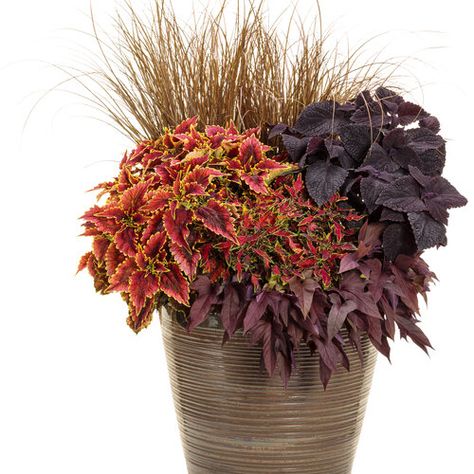 Valley of Fire | Proven Winners Coleus Containers Color Combinations, Purple Coleus, Red Coleus, Redhead Coleus, Coleus Scutellarioides, Summer Containers, Coleus Wizard Velvet Red, Plant Containers, Fall Containers