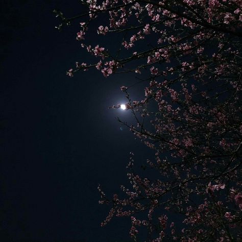 Spooky Spring Aesthetic, Dark Cherry Blossom, Night Flower Aesthetic, Spring Night Aesthetic, Night Flowers Aesthetic, Spring Night, Cherry Blossom Night, Cherry Blossom Aesthetic, Cherry Blossoms At Night