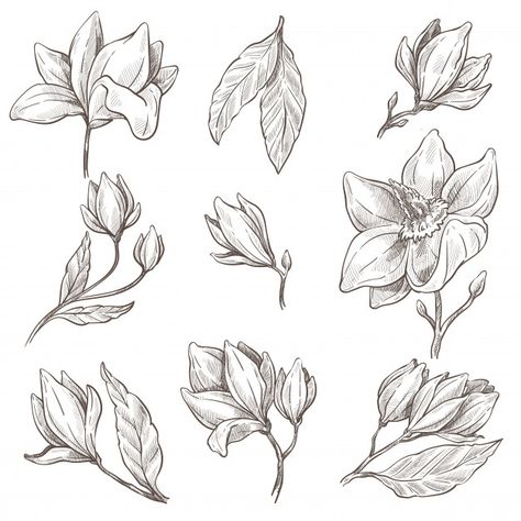 Magnolia Plant, Peony Leaves, Leaves Sketch, Plant Sketches, Gardenia Flower, Leaf Coloring Page, Plant Bud, Designs Coloring Books, Engraving Illustration