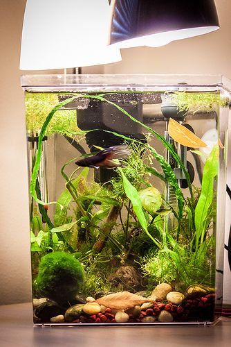 2.5 gallon tank, 2 x 13W lights, 25W heater, Mini-might internal filter, live plants, good betta tank, Flora: Amazon Swords, Wisteria, Ludwigia repens, Marimo ball, Java Moss, Riccia, Duckweed, Anubias something, Narrow-leaf Java Fern, 3 ghost shrimp, red cherry shrimp, 1 Amano Shrimp. Watch how the betta displays beautiful swimming and exploring behavior that you do not see when they are kept in smaller habitats. 3 Gallon Fish Tank, Planted Betta Tank, Small Fish Tanks, Fish Tank Themes, Betta Fish Care, Fish Tank Terrarium, Shrimp Tank, Nano Aquarium, Betta Tank