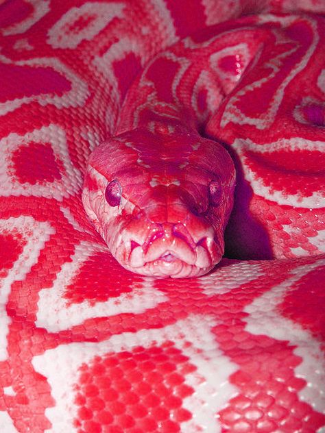 Cool Snakes, Pretty Snakes, Colorful Snakes, Snake Wallpaper, Rabbit Cages, Cute Snake, Cute Reptiles, Snake Art, Beautiful Snakes