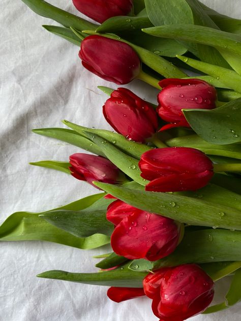 Red Tulips .Tulips Aesthetics Tulips Pictures, Redwallpaper Aesthetic, Rain Lily, Architecture Wallpaper, Boquette Flowers, Plant Therapy, White Tulips, Red Tulips, Tulips Flowers