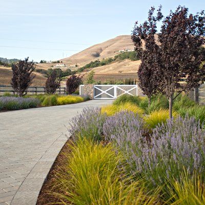 This expertly designed driveway weaves low-water, pollinator-friendly ‘Provence’ lavender (Lavandula angustifolia 'Provence') amidst backdrop grasses like Lomandra Longifolia ‘Breeze’ and Calamagrostis Acutiflora ‘Karl Forester’. Low Maintenance Landscaping Front Yard, Modern Driveway, Landscaping Around House, Landscape Gardening, Driveway Design, Driveway Landscaping, Small Front Yard Landscaping, Farmhouse Landscaping, Front Yard Design