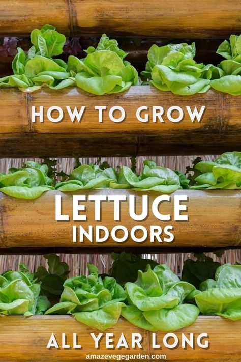 How To Start Growing Plants Indoors, Grow Vegetables Indoors Winter, Aero Garden Tips, How To Grow Spinach Indoors, Container Lettuce Gardening, Grow Lettuce In Container, Growing Veggies In Pots, Garden Bags How To Grow, Herb Garden Container Ideas