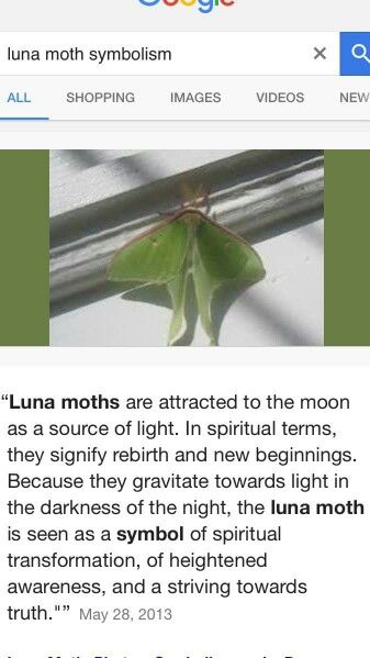 Luna Moth Symbolism, Moth Meaning, Moth Symbolism, Moth Tattoo Meaning, Lunar Moth Tattoo, Luna Moth Tattoo, Luna Moths, Moth Drawing, Moth Tattoo Design