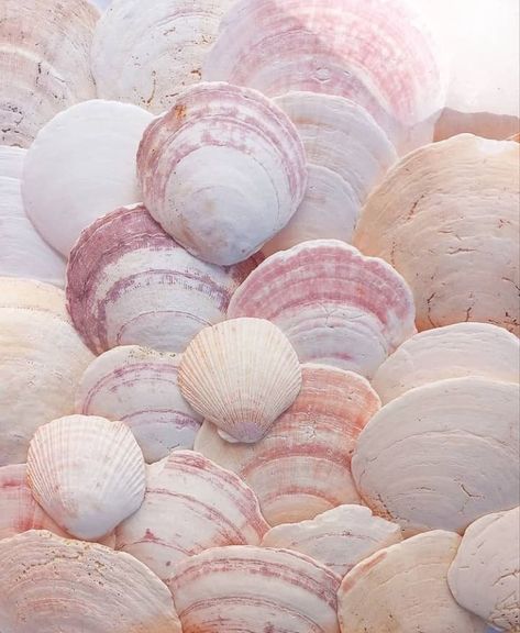 100% natural scallop shells. Hand foraged on the beaches of Newfoundland and Labrador. Specific pieces will vary from picture and will come in a mixture of sizes and color. Each scallop was picked empty, no scallops were harmed. The surprise mix will have 5 mixed size scallops. Pink Shell Aesthetic, Scallop Aesthetic, Pink In Nature, Shell Aesthetic, Seashells On The Beach, Pink Shells, Coquille Saint Jacques, Pink Ocean, Pink Aura