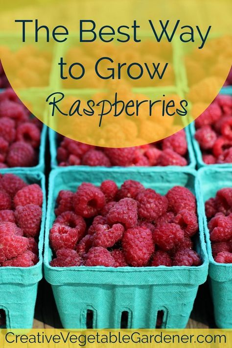 Raspberries are one of the most fun & inexpensive fruits to grow in your garden. Before you plant, there are a few things to know. Grow Raspberries, Fruits To Grow, Raspberry Patch, Raspberry Canes, Raspberry Bush, Growing Raspberries, Raspberry Plants, Berry Garden, Summer Harvest