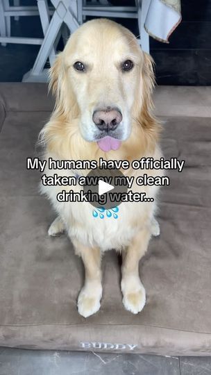 278K views · 31K reactions | Who can bring Buddy some WATER pleaseee?! #dogproblems #dogsofinstagram #funnydog #funnydogstory #storytime #funnydogvideos #sirivoiceover #dogstagram #doglife #explorepage 

Sound Credit: @jimmyandclarence | Buddy Smartz | buddysmartz · Original audio Great Dane Dogs, Dog Stories, Funny Dog Videos, My Buddy, Animal Videos, Funny Animal, Great Dane, Story Time, Funny Animal Videos