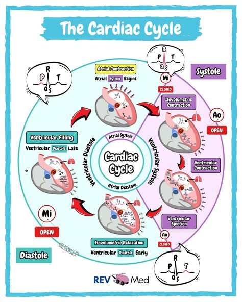 Cardiologist brought a ladder to work because they heard the cardiac cycle had lots of up’s and down’s 🫀😅 notes can be found below ⤵️ 🟣 We have some great videos that will be available in our subscriber area on Instagram 👉🏼 @rev.med ✅ Overview The cardiac cycle is the series of events in a heartbeat, where the heart contracts (systole) and relaxes (diastole) to pump blood. It starts with the atria and ventricles relaxed, allowing blood to flow into the heart. The mitral and tricuspid val... Blood Flow Through The Heart Mnemonic, Nurse Charting, Zoology Notes, Heart Chambers, Cardiac Output, Charting For Nurses, Cardiac Sonography, Cardiac Cycle, Nurse Study