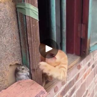 Real life Tom and Jerry 💕 #pets #cat | By TroabFacebook Cat And Mouse, Learning To Trust, Ray Charles, Animal Stories, Cute Animal Photos, Tom And Jerry, Cute Animal Pictures, Cat Painting, Painting Photos