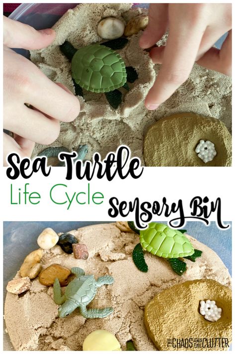 Sea Turtle Life Cycle Sensory Bin Life Cycle Sensory Bin, Sea Turtle Life Cycle, Turtle Life Cycle, Turtle Activities, Sensory Play Recipes, Kids Gratitude Journal, Sea Turtle Nest, Turtle Facts, Gratitude Journal For Kids