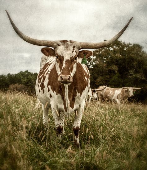 Long Horn cattle...a familiar sight here in East Texas. Longhorn Cow, Long Horn, White Cow, Horn, Hobbies, Cow, For Sale, White