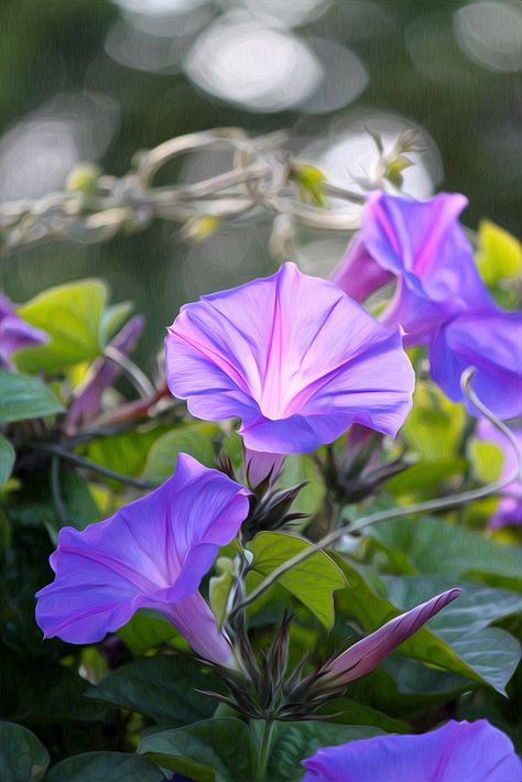 Morning Glory Flowers, Blue Flower Wallpaper, Porch Flowers, Morning Glories, Blue And Purple Flowers, 수채화 그림, Flower Art Images, Rare Flowers, Moon Flower