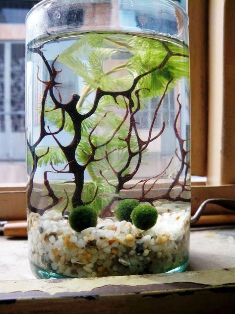 Moss Ball Aquarium Diy, Marimo Moss Ball Aquarium, Moss Ball Aquarium, Marimo Moss Ball Terrarium, Water Terrarium, Tanaman Air, Container Water Gardens, Cactus Terrarium, Taman Air