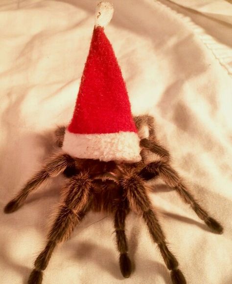 Cute tarantula Pet Tarantula, Christmas Leftovers, Day After Christmas, Pet Spider, Creepy Spider, Itsy Bitsy Spider, Cool Bugs, Aw Yeah, Most Beautiful Animals