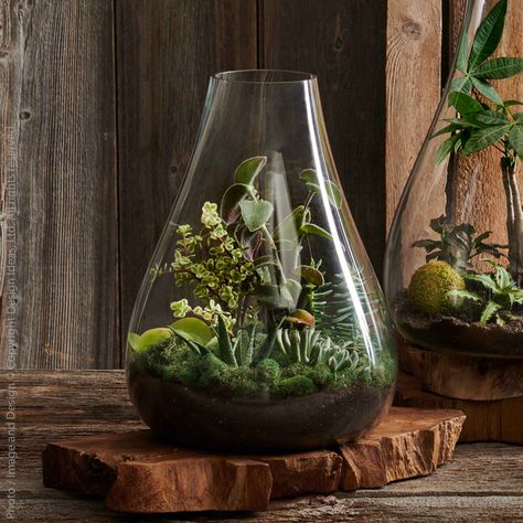 Glass Terrarium Ecosystem Design, Indoor Terrarium, Wall Plants Indoor, Tabletop Terrarium, Living Wall Indoor, Water Terrarium, Outdoors Indoors, Wood Slat Wall, Barrel Planter