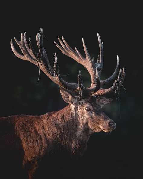 ELK, elk deer, male elk, elk deer, female elk, Bull elk, bull elk deer, cow elk, cow elk deer, deer Photography,  elk Photography, elk deer Photography, elk deer wallpapers,  deer wallpapers,  deer dp, deer display picture, Graphics, photos, 4k Photography, Photography, Vip photos, vip deer Photography, elk in snow, elk in jungle, elk deer running, elk attack, elk deer attitude, Best Photos, deer, deer Photography. British Animals, Elk Photography, Male Deer, Cute Piglets, Deer Art, Wildlife Paintings, Unusual Animals, Red Deer, Creatures Of The Night