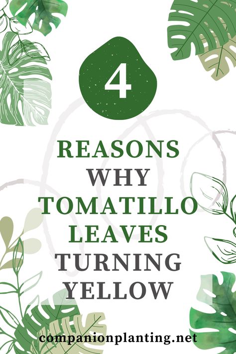 In this article, I will explore some of the most common reasons why tomatillo leaves may turn yellow, and how to address each issue. I will also discuss some preventative measures that you can take to ensure the health and productivity of your tomatillo plants. So let’s dive in and learn about the reasons why tomatillo leaves are turning yellow! Purple Waffle Plant, Waffle Plant, Growing Tomatillos, Tomatillo Plant, Growing Cilantro, Insecticidal Soap, White Flies, Fertilizer For Plants, Soil Layers