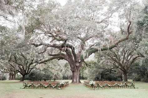 Jillian and Edwin's wedding ceremony under a live oak tree. Live Oak Wedding, Evermore Wedding, Low Country Wedding South Carolina, Live Oak Wedding Ceremony, Charleston South Carolina Wedding Venues, Wedding Venue South Carolina, Coastal Wedding Centerpieces, Oak Tree Wedding Ceremony, Cedar Room Wedding Charleston