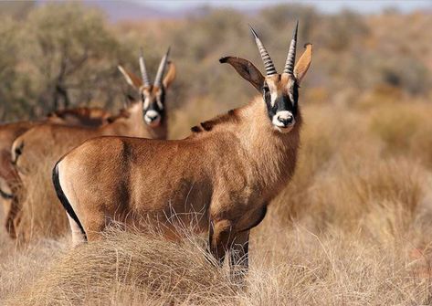 A group of roan antelope (Hippotragus equinus), the largest antelope species. They thrive in Africa’s grasslands, primarily in West and Central Africa, preferring open or lightly wooded savanna with access to water. (IUCN Red List) Antelope Horns, African Antelope, Different Types Of Animals, Hunting Pictures, Visit Africa, African Wildlife, Wild Dogs, African Animals, Wildlife Animals