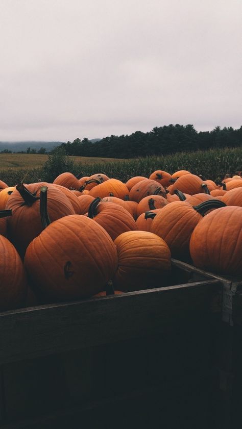 Hey there love! follow: 𝐬𝐨𝐩𝐡𝐢𝐚𝐦𝐚𝐞𝐨𝐤𝐚𝐲 for more pins like this one! ☼ Pumpkins, Iphone