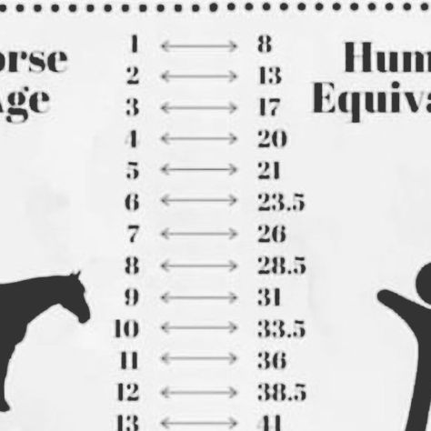 gypsygoldhorsefarm on Instagram: "This came across my feed today, so many people have asked what the equivalent of horse to human years!! This will give you an idea!! #horse #equine #horsehealth #birthday #horses #family #beauty #health #heart #care #love #❤️" Horse Age In Human Years, Horse Years To Human Years, Birthday Horses, Horse Age, Health Heart, Heart Care, Horse Health, So Many People, Many People