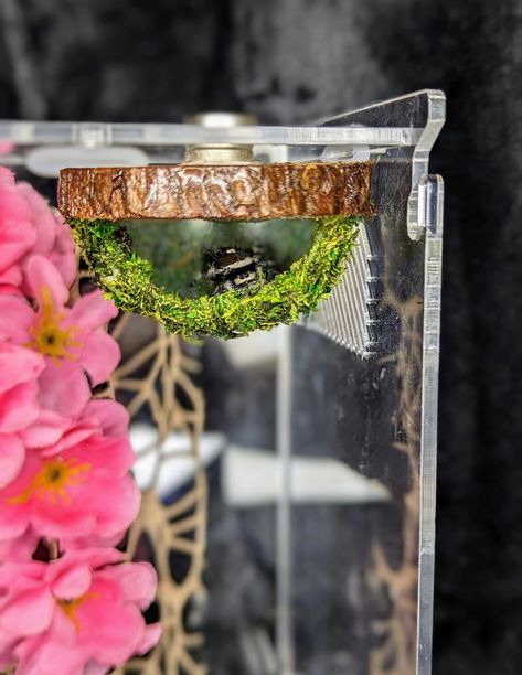 Bioactive Jumping Spider Enclosure, Jumping Spider Terrarium Ideas, Diy Jumping Spider Enclosure, Spider Enclosure Ideas, Jumping Spider Enclosure Ideas, Bug Enclosure, Jumping Spider Terrarium, Tarantula Terrarium, Tarantula Enclosure