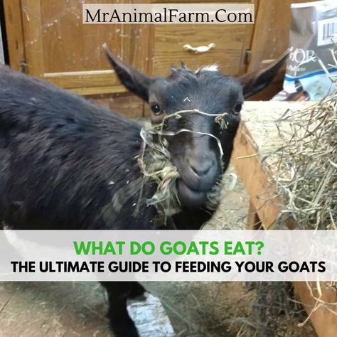 What do goats eat? Folk lore says you can feed goats practically anything. however, this couldn't be further from the truth. Goats can be picky eaters at time and can even have delicate digestive systems. Here is a foolproof guide to keeping your goats happy with a healthy diet. Goat Hoof Trimming, Goat Toys, Feeding Goats, Visuell Identitet, Goat Care, Goat Kidding, Raising Goats, Pygmy Goat, Dairy Goats