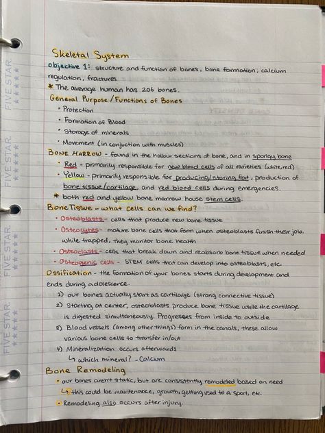 Anatomy And Physiology Bones Study, Skeleton System Notes, Anatomy Physiology Notes, Skeletal System Anatomy Notes, Hematology Notes, Skeletal System Notes, Pediatric Notes, Skeletal System Anatomy, Blood Drawing