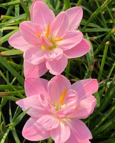 2 Pink Rain Lily Bulbs  Quantities:2 Very easy to grow! any question, please contact me! Pink Rain Lily Flower, Rain Lily, Lily Bulbs, Nothing But Flowers, Flower Therapy, Beautiful Bouquet Of Flowers, Pretty Plants, Beautiful Flowers Pictures, Summer Feeling