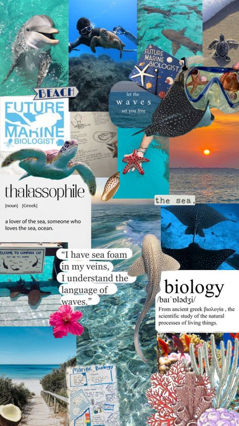 #biology #marinebiology #ocean #aesthetic #beach #oceanlife Summer Athstetic, Oceanography Marine Biology, Summer Prints Wallpaper, Iphone Wallpaper Preppy, Wildlife Biologist, College Majors, Cute Summer Wallpapers, Ocean Aesthetic, Marine Biologist