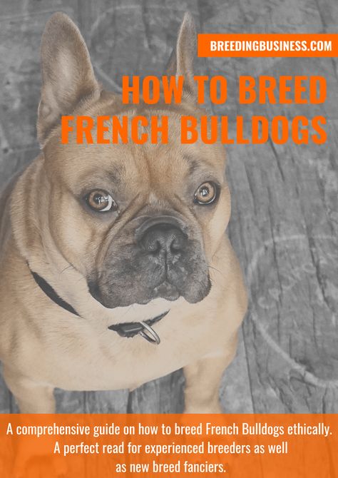 Breeding French Bulldogs, French Bulldog Breeding, French Bulldog Information, Breeding Business, Dog Breeding Business, Baby Bulldogs, French Bulldog Breeders, French Bulldog Breed, Puppy Room