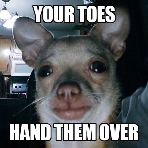 #dogs #memes #dogmemes #toes Toe Picture Funny, I’m Gonna Tickle Your Toes Tonight, Ugly Toes Pics Funny, Grippers Toes, Annaliese Core, Soon Meme, Bestie Things, Wine Mom, Silly Goofy