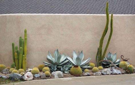 Agave Titanota, Stucco Wall, Kaktus Dan Sukulen, Succulent Landscape Design, Succulent Landscaping, Home Yard, Dry Garden, Desert Garden, Country Landscaping