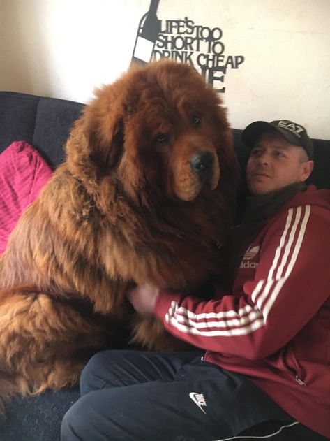 Photos: Rescued Chinese-Tibetan Mastiffs Are So Big That People Mistake Them for Lions Tibetan Mastif, Male Bear, Tibetan Mastiff, Huge Dogs, In The Zoo, Loyal Dogs, Lap Dogs, Family Posing, Dry Dog Food