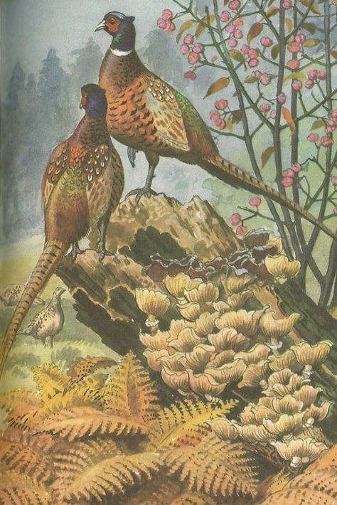 Chicken On A Stick, Nature Artists, Autumn Illustration, Magical Life, Ladybird Books, Wood Ducks, Game Birds, Nature Journal, Bird Illustration