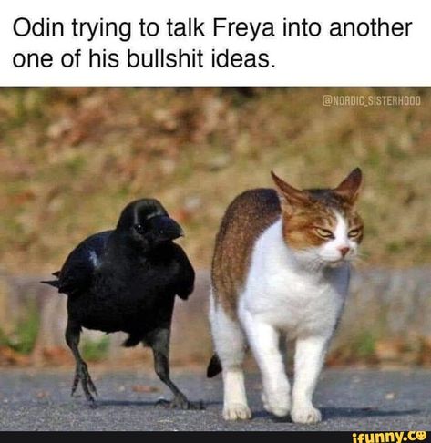 Very funny :) Norse Myth, Facial Expression, Norse Mythology, Really Funny Pictures, Crows, Ravens, Animal Memes, Bones Funny, Cute Funny Animals