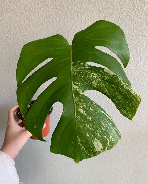 The Rainy Jungle on Instagram: “A note to this sweet babe: Today you go to your new home. Today I say goodbye for the last time, a different goodbye than the ones I say to…” Monstera Borsigiana, Variegated Monstera, Monstera Albo, Big Plants, Monstera Plant, Plant Cuttings, Heat Pack, Plant Sale, Rare Plants