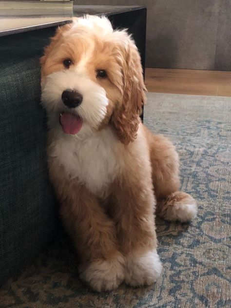 Golden Labradoodle Puppy, Golden Sheepadoodle, Labordoodle Puppy, Mini Aussiedoodle, Golden Doodle Puppy, Aussiedoodle Puppies, Mini Labradoodle, Australian Labradoodle Puppies, Labradoodle Puppies