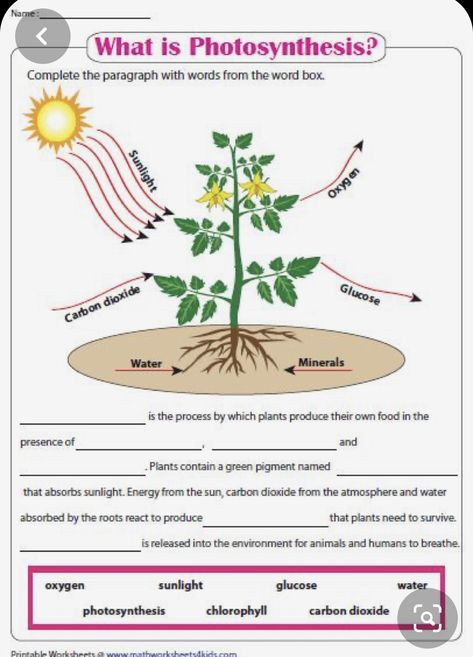 What Is Photosynthesis, Photosynthesis Projects, Photosynthesis Activities, Food Worksheet, Photosynthesis Worksheet, Photosynthesis And Cellular Respiration, Plant Lessons, Plants Worksheets, 4th Grade Science