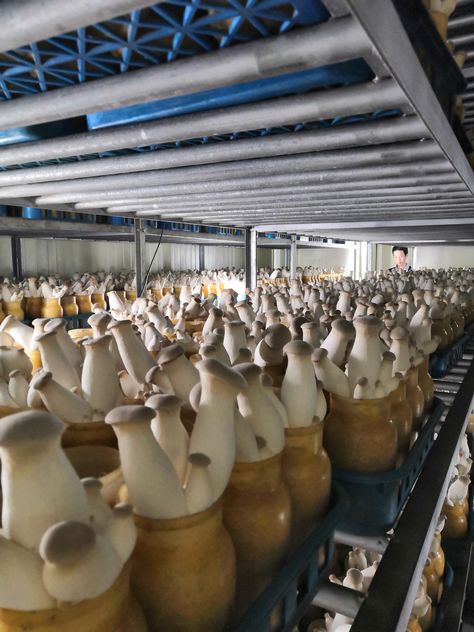 Chicken Pottery, Mushroom Business, Farm Tourism, Shroom Room, Mushroom Farming, King Oyster Mushroom, Mushroom Guide, Mushroom Farm, Mushroom Identification