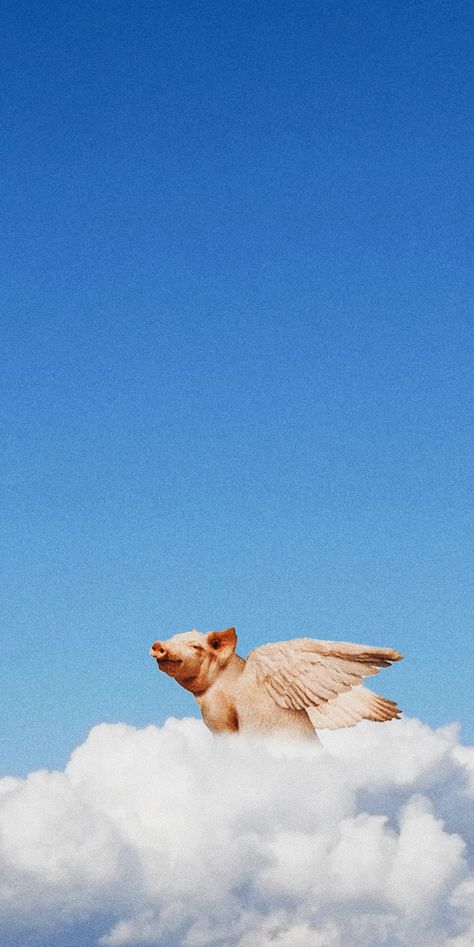 #wallpaper#sky#pig#cloud#wings Pigs With Wings, Pig Aesthetic Wallpaper, Cloud Wings, Pig Aesthetic, Pig With Wings, Wings Wallpaper, Wallpaper Sky, Wings Tattoo, Pigs