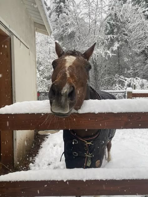 Snow Horse, Horse Riding Aesthetic, Horsey Life, Winter Horse, Equestrian Aesthetic, Equestrian Girls, Horse Aesthetic, Horse Ranch, Horse Equestrian