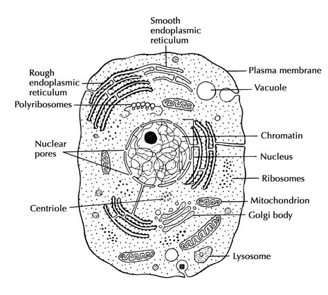 Cell Structure And Function | Cells: The Basic Units Of Life | Siyavula Human Cell Diagram, Human Cell Structure, Animal Cell Drawing, Coffee Painting Canvas, Animal Cell Structure, Cell Drawing, Cell Membrane Structure, Human Cell, Cell Diagram