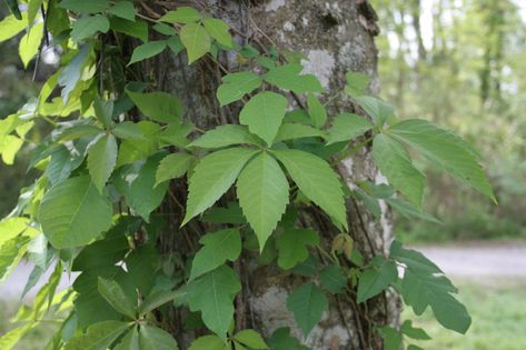 10 Things Nobody Tells You About Poison Ivy - Gardenista Ivy Plant Indoor, Poison Ivy Plants, Natural Repellent, Virginia Creeper, Ivy Plants, Poisonous Plants, Climbing Vines, Public Garden, Garden Tours