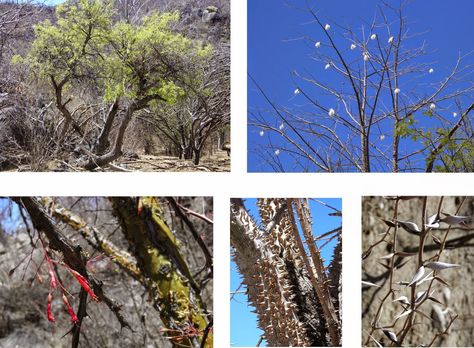 Arizona: Beetles, Bugs, Birds and more: Decidous Tropical Thorn Forest Thorn Forest, Mexico Tropical, Sky Island, Mangrove Forest, Forest Plants, Forest Photography, Seed Pods, Beetles, The Sky